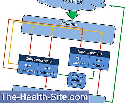 Basal Ganglia Struktur Og Funktion Scientific Praktisk Medical