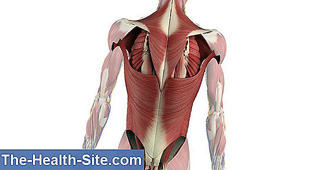 Atgal ir pilvo raumenys - struktūra