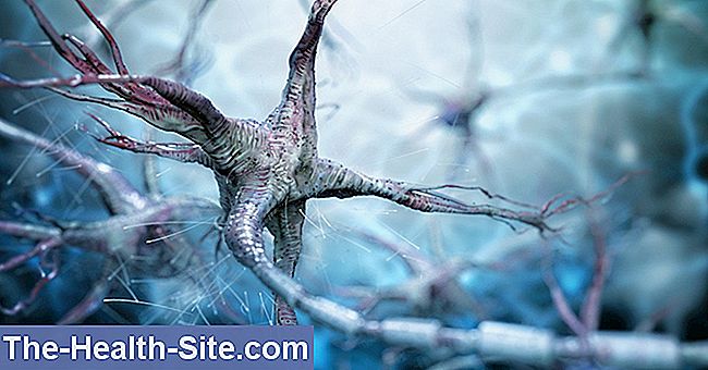 Nervų sistema ir nervų ląstelės - anatomija