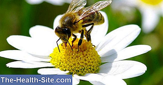 Insektsgift allergi