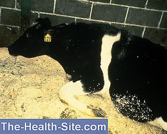 The Cattle Disease Bse Risk Of Infection Prevention 💊 Scientific