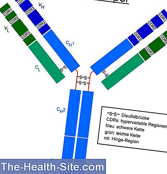 Immunoglobulin G Igg What The Lab Value Means Scientific Practical 