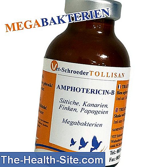 Amphotericin B: Effects, Uses, Side Effects 💊 Scientific-Practical ...