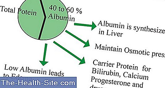 Albumin: What The Lab Value Means 💊 Scientific-Practical Medical