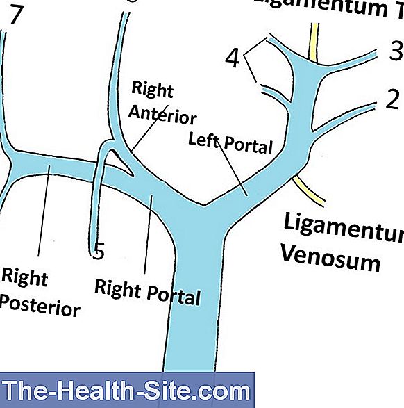 Portal Vein: Structure And Function 💊 Scientific-Practical Medical ...