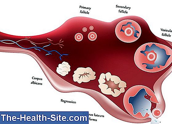 Ovulation