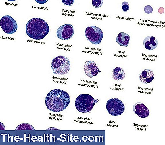 Eosinophilic Granulocytes What They Mean 💊 ScientificPractical