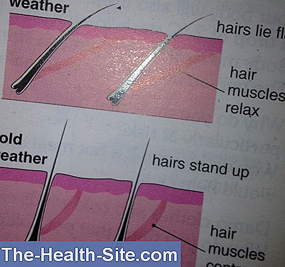 blood-vessels-thyroid-regulates-body-temperature-scientific