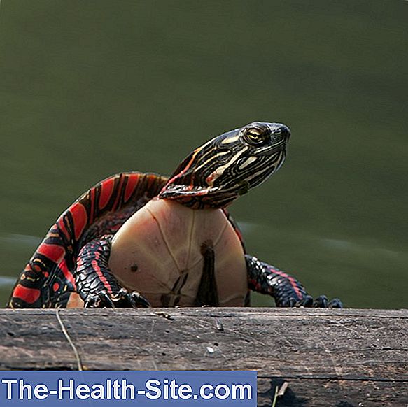 Salmonella Contagious Reptiles 💊 ScientificPractical Medical Journal