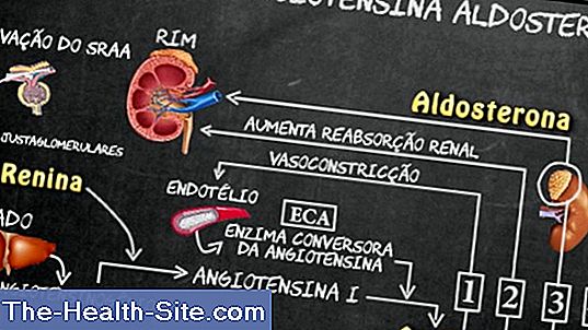 Sistema renina-angiotensina