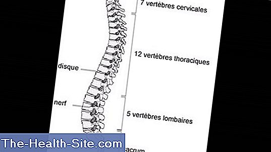 Colonna vertebrale
