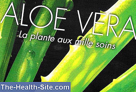 Aloe: la plante médicinale favorise-t-elle le cancer?