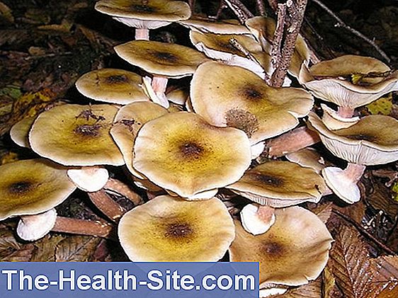 Aumenta l'avvelenamento da funghi pesanti