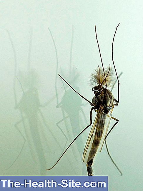 Muggen: op wie de dieren vliegen