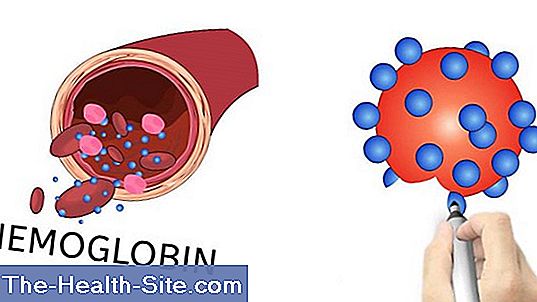 Hemoglobină - Wikipedia