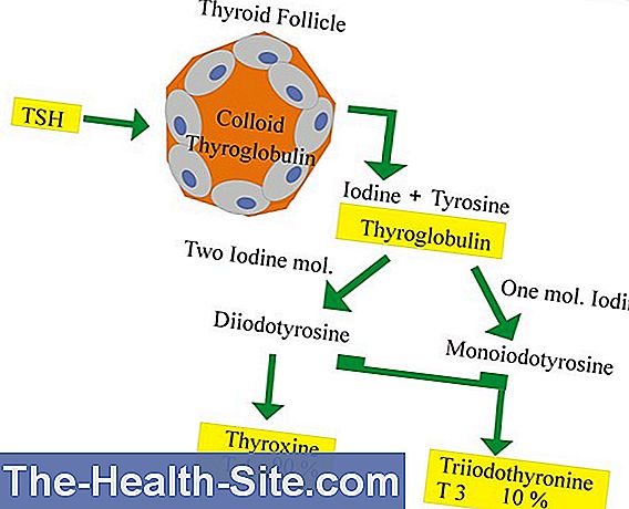 Thyroglobulin (tg)
