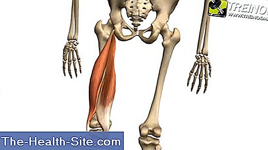 Músculos Do Quadril: Função, Anatomia E Doenças 💊 Científico-Prática ...