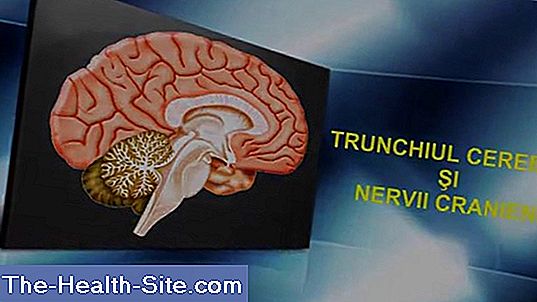 Creierul și nervii