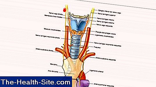 Larynx: Funcție, Anatomie, Boli 💊 Științifico-Practic Medical Journal ...