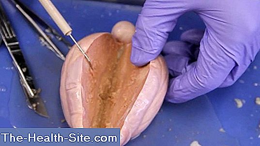structura testiculelor și a penisului