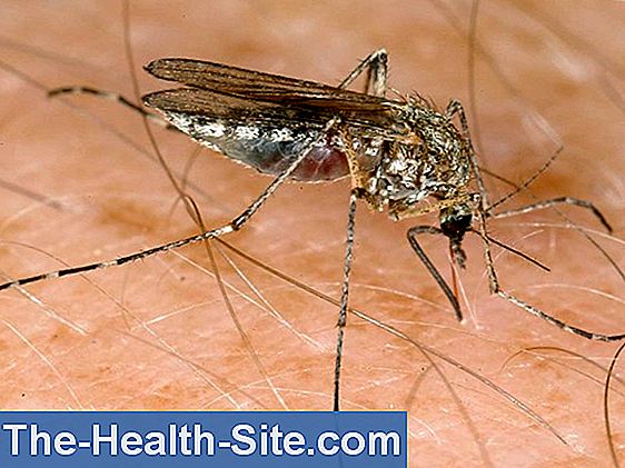 pierderea în greutate în febra dengue
