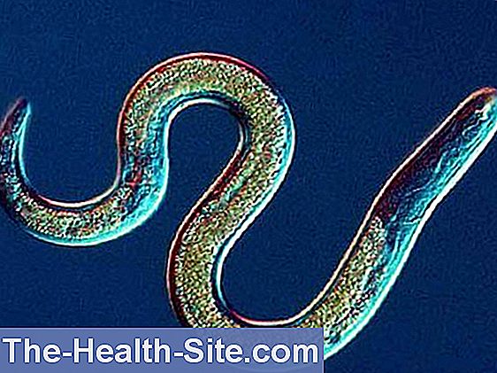 tratamentul viermilor nematode umane