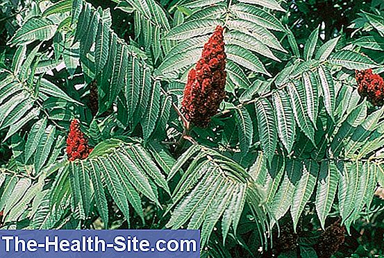 Rhus toxicodendron (rhus) - sumacul veninos - anacardiaceae