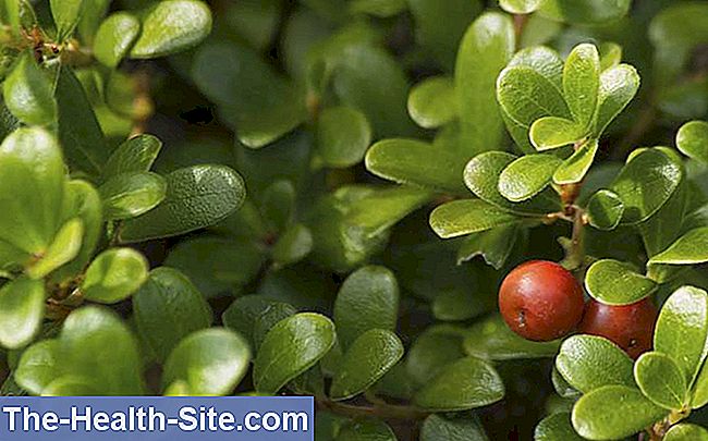 Bearberry, folhas de bearberry (arctostaphylus uva-ursi)