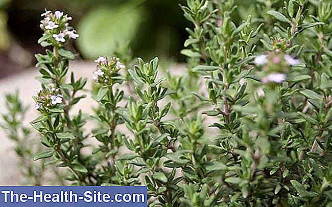 Cimbru (Thymus vulgaris)