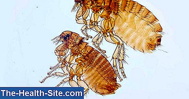 Flea - parazit cu abilități de sărituri