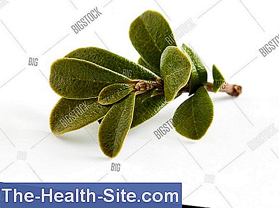 Bearberry, bearberry leaves (arctostaphylus uva-ursi)