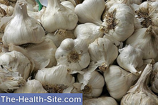 Garlic (allium sativum)