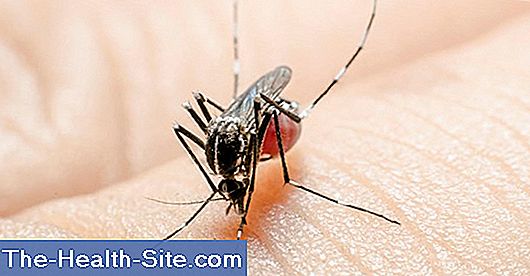 La fiebre del dengue