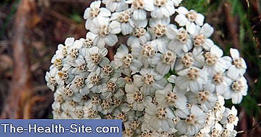 Milenrama, milenrama común (achillea millefolium)
