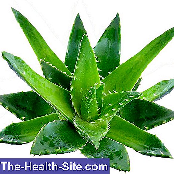 Aloe Vera – planta vindecatoare - Ce aloe vindecă viziunea