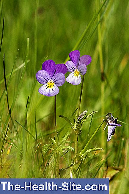 Pansy, wild pansy (viola tricoloris)