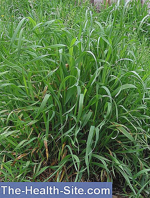 Wheatgrass (elymus repens)