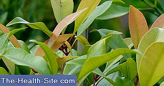 Kruidnagel, kruidnagel (syzygium aromaticum)