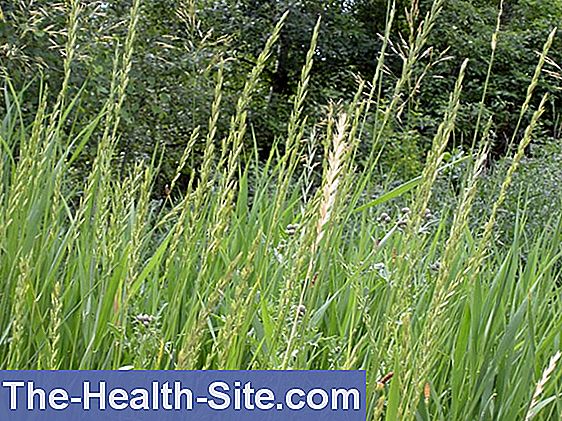 Wheatgrass (elymus repens)