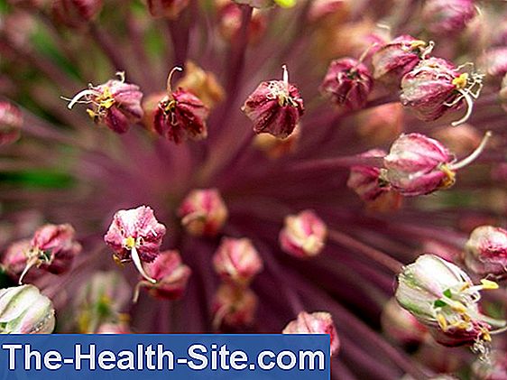 Alho (allium sativum)