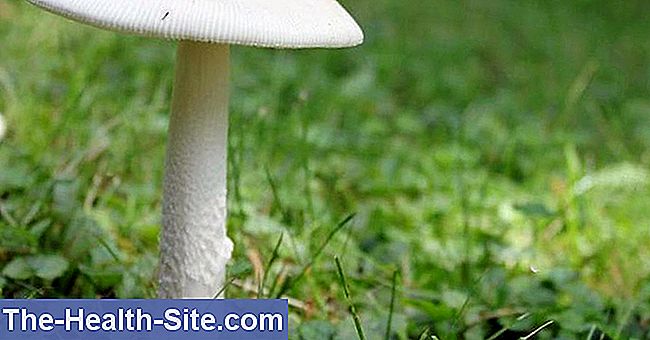 Ätliga svampar och giftiga lookalike - översikt